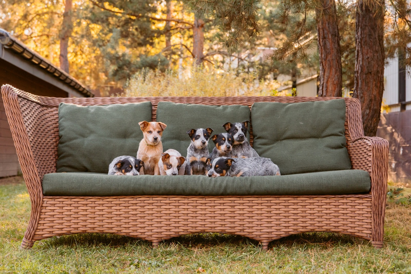 Group of puppies resting together on an outdoor sofa, representing gradual growth and progress continuing over time.