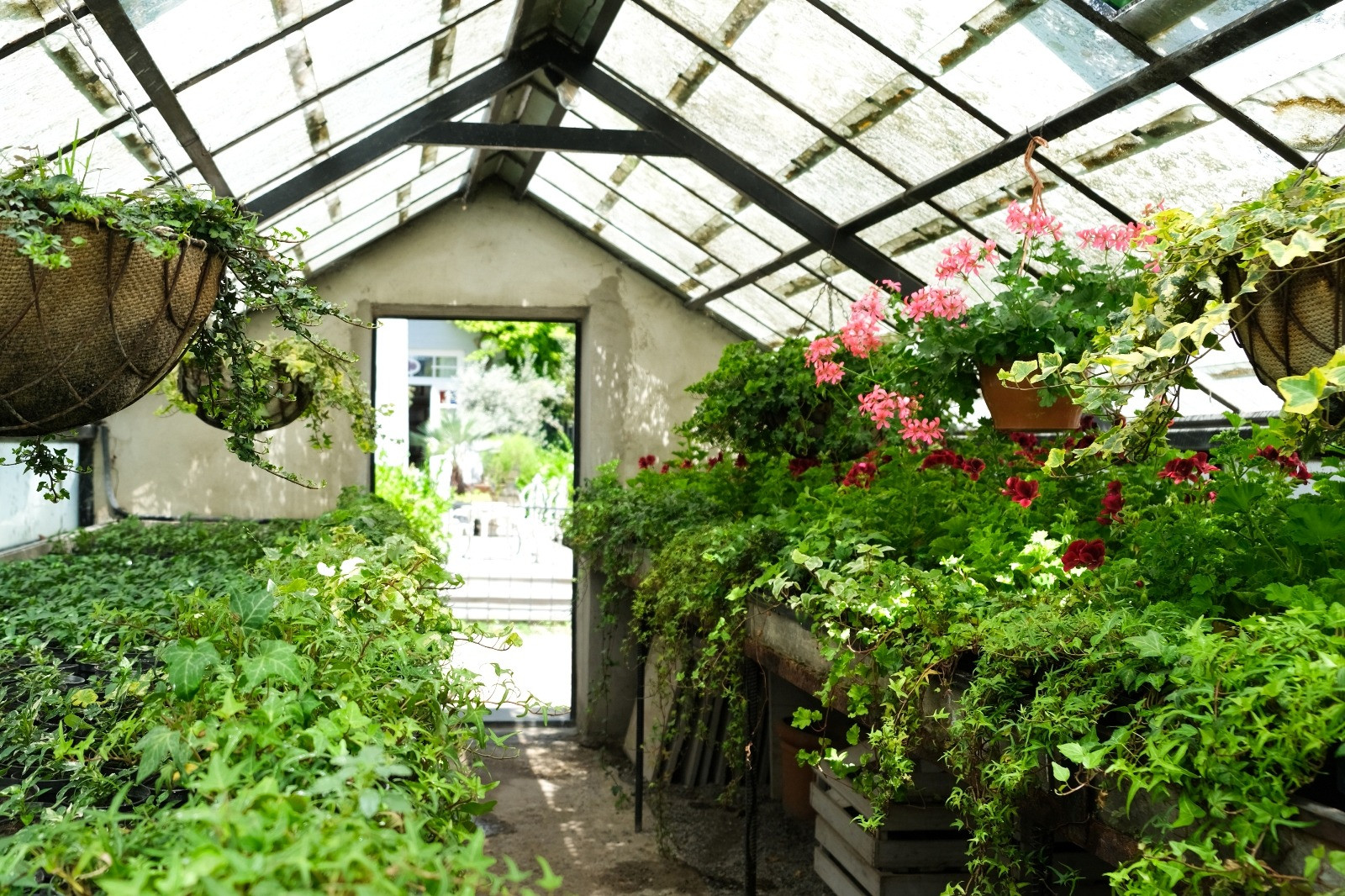 Quiet greenhouse filled with lush green plants and hanging pink flowers, with natural sunlight filtering through the glass roof.