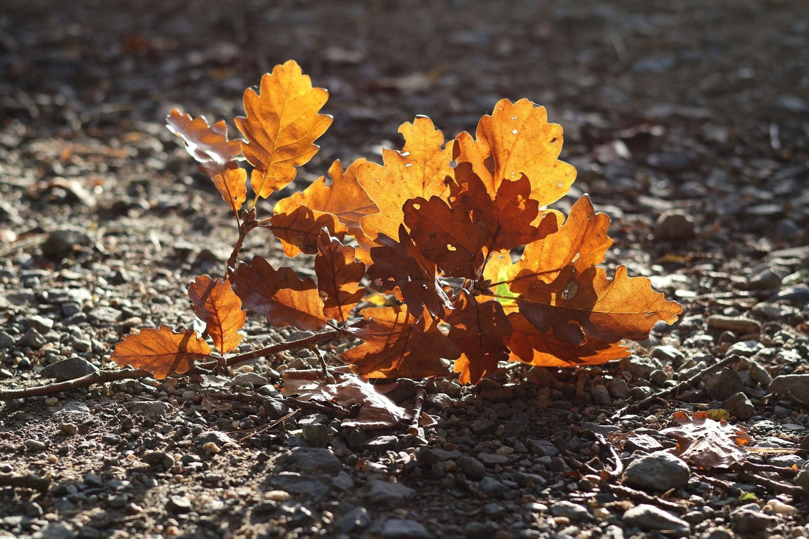Sunlight illuminating golden-brown oak leaves on a fallen branch resting on rocky ground.