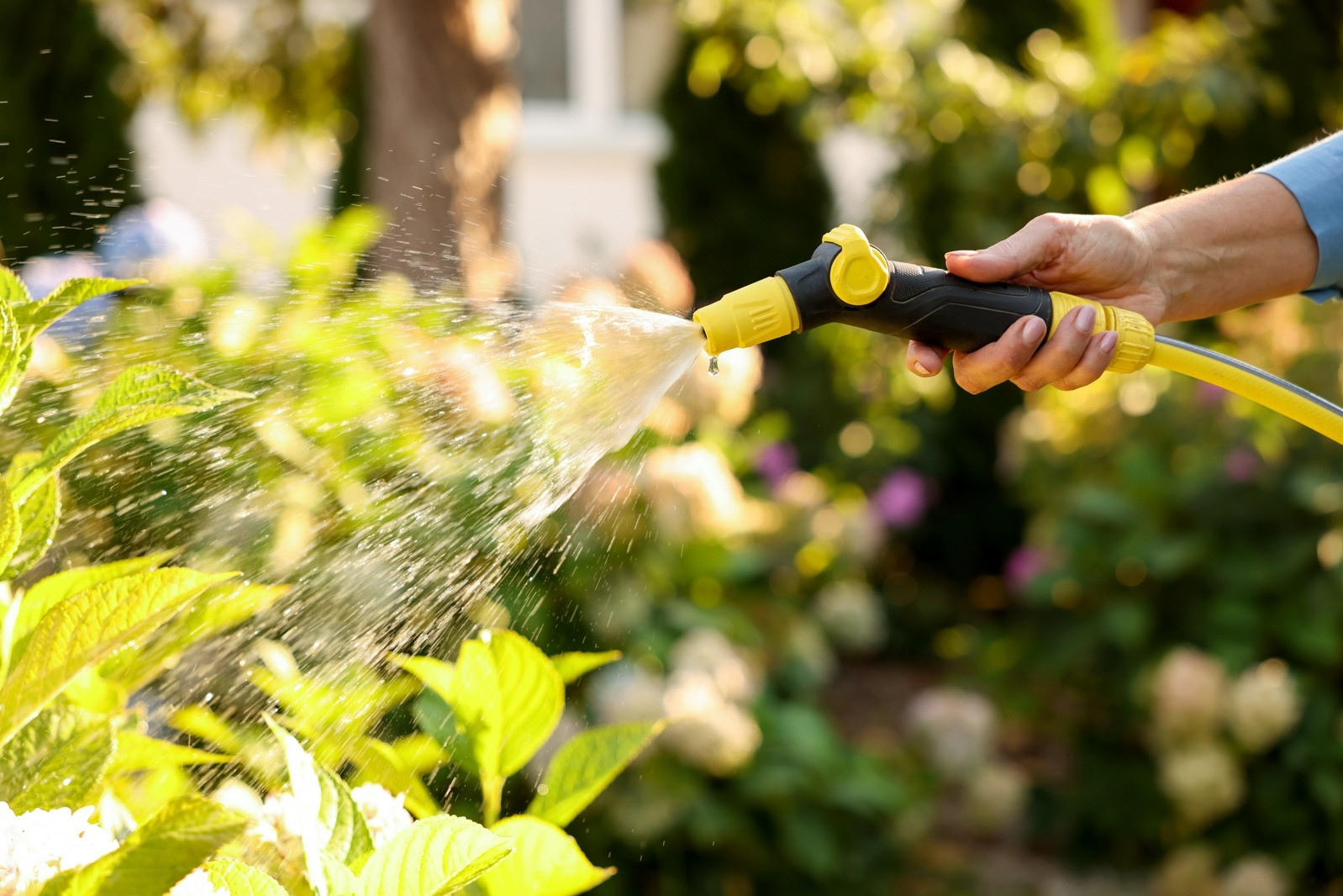 Hand using a garden hose to water green plants outdoors in warm sunlight.
