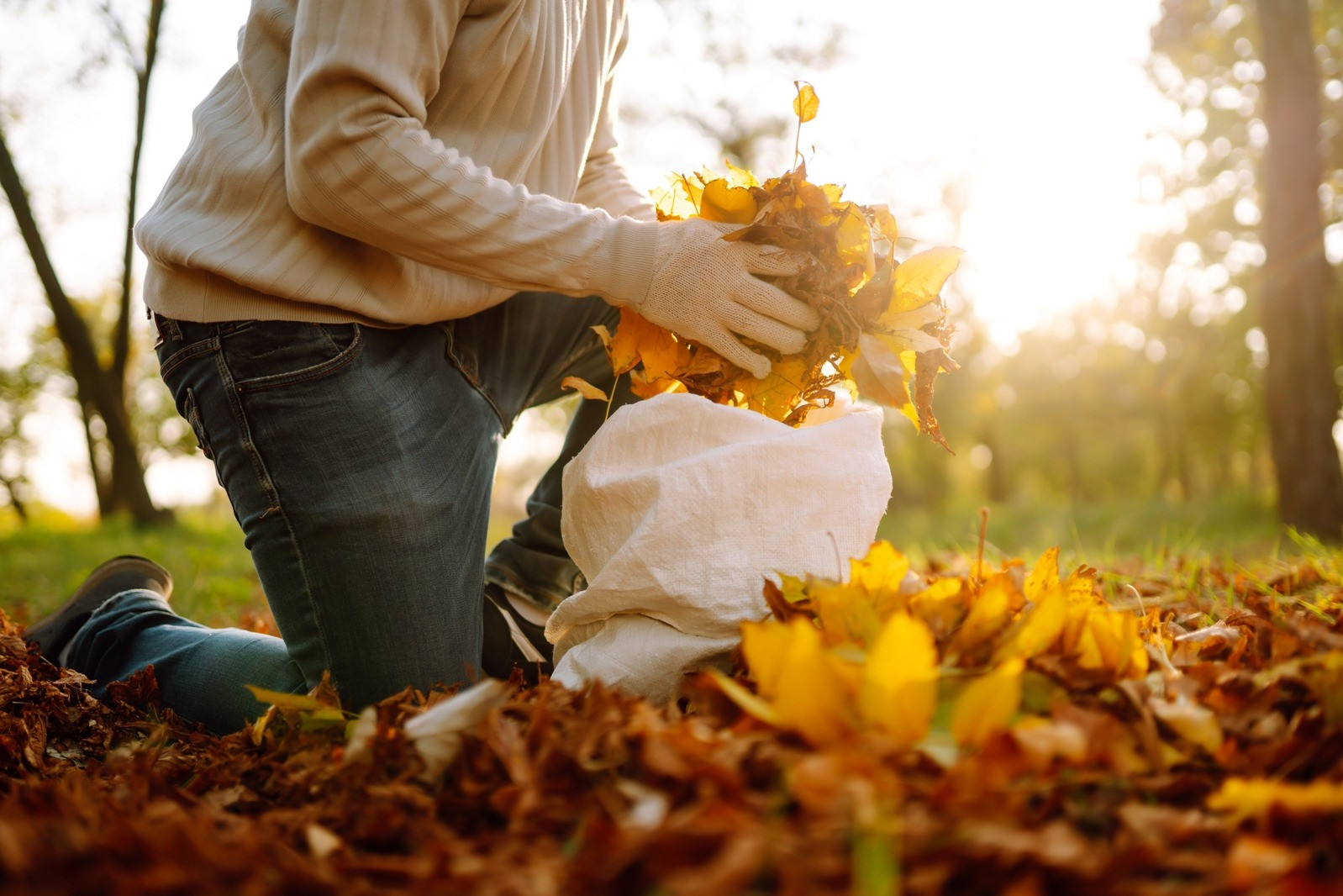 Person wearing gardening gloves kneeling outdoors and collecting fallen autumn leaves into a white bag in a sunlit park.
