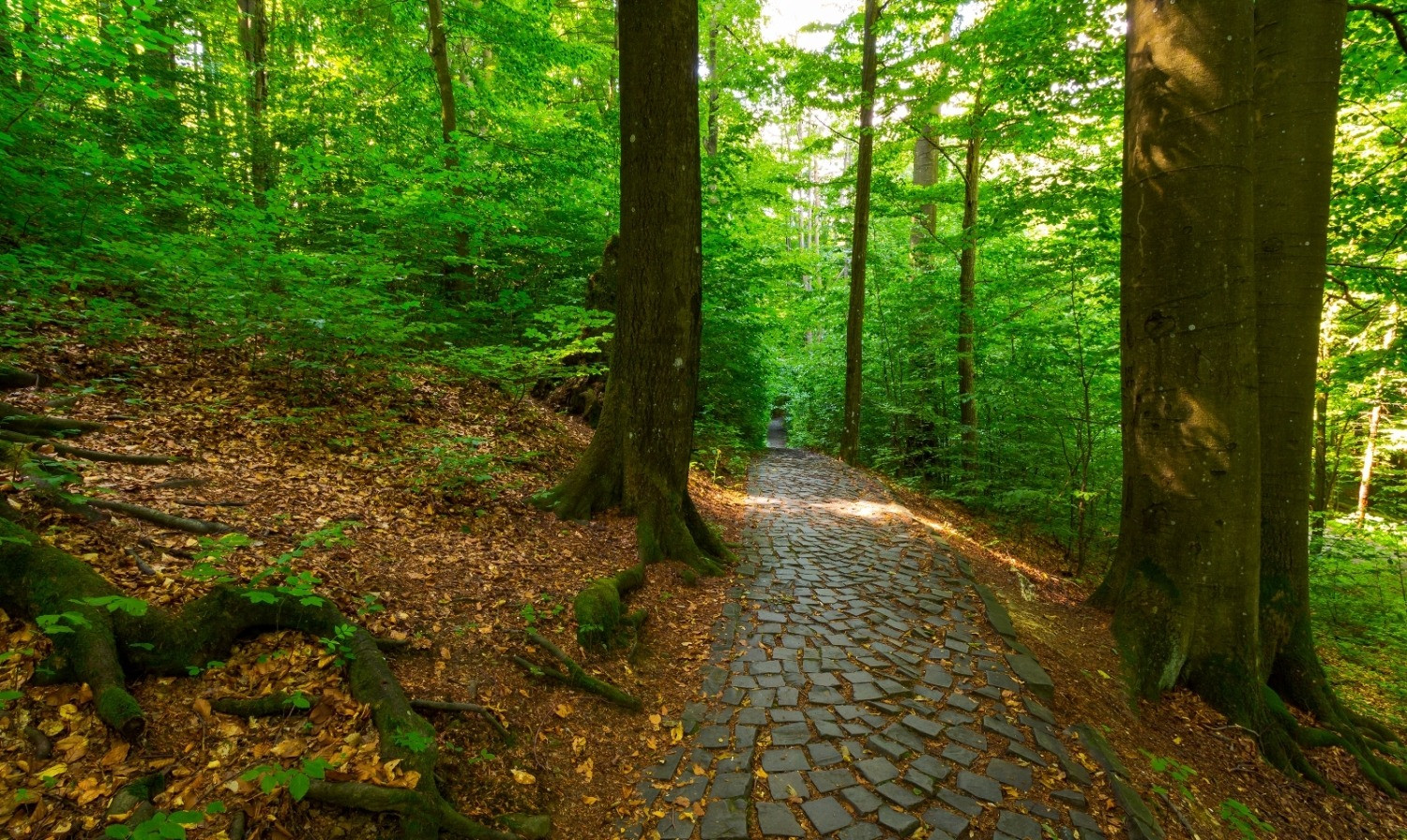 A winding stone path through a lush green forest, with sunlight filtering between tall trees.