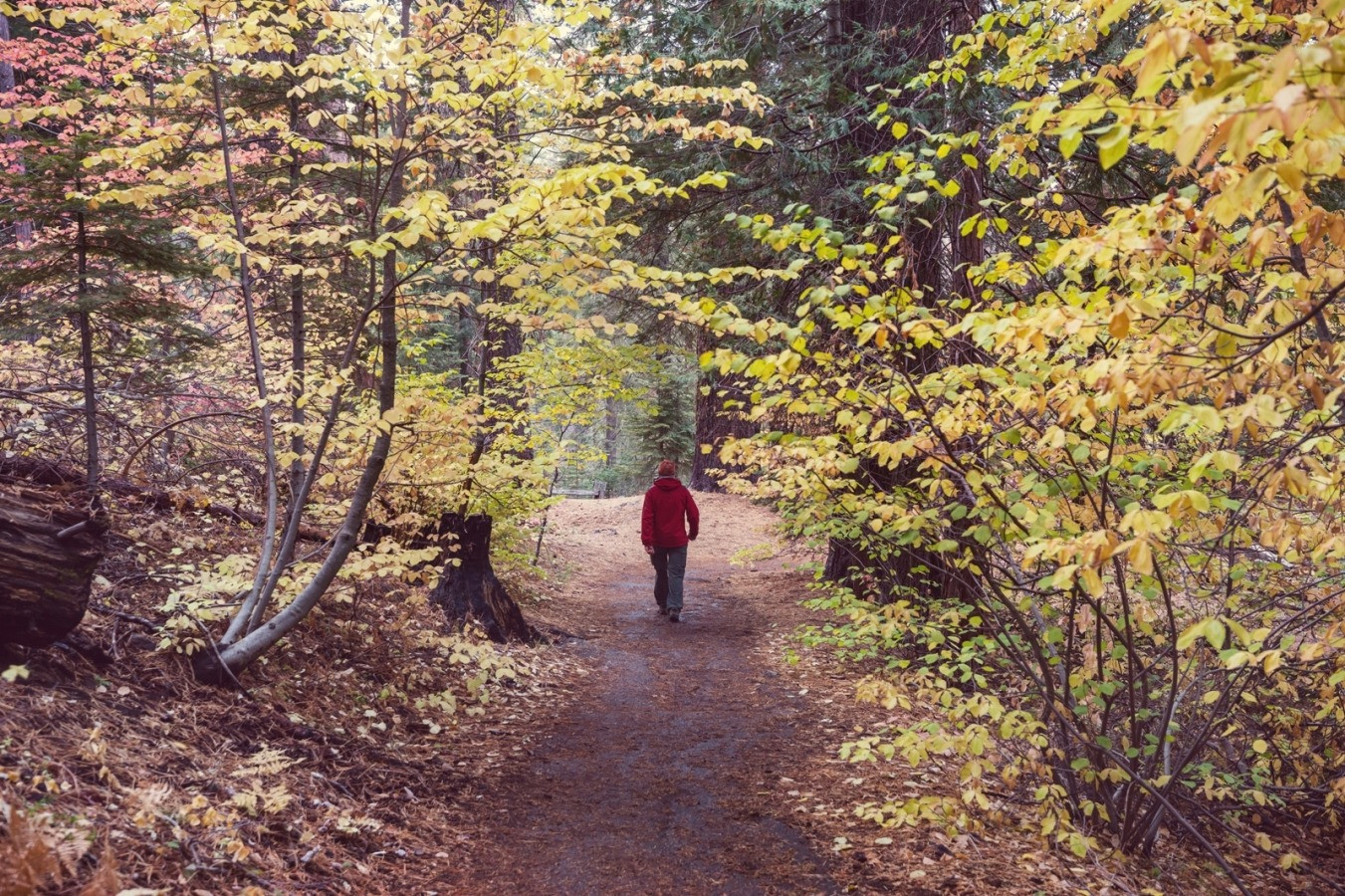 Person walking along a quiet forest path surrounded by yellow autumn leaves.