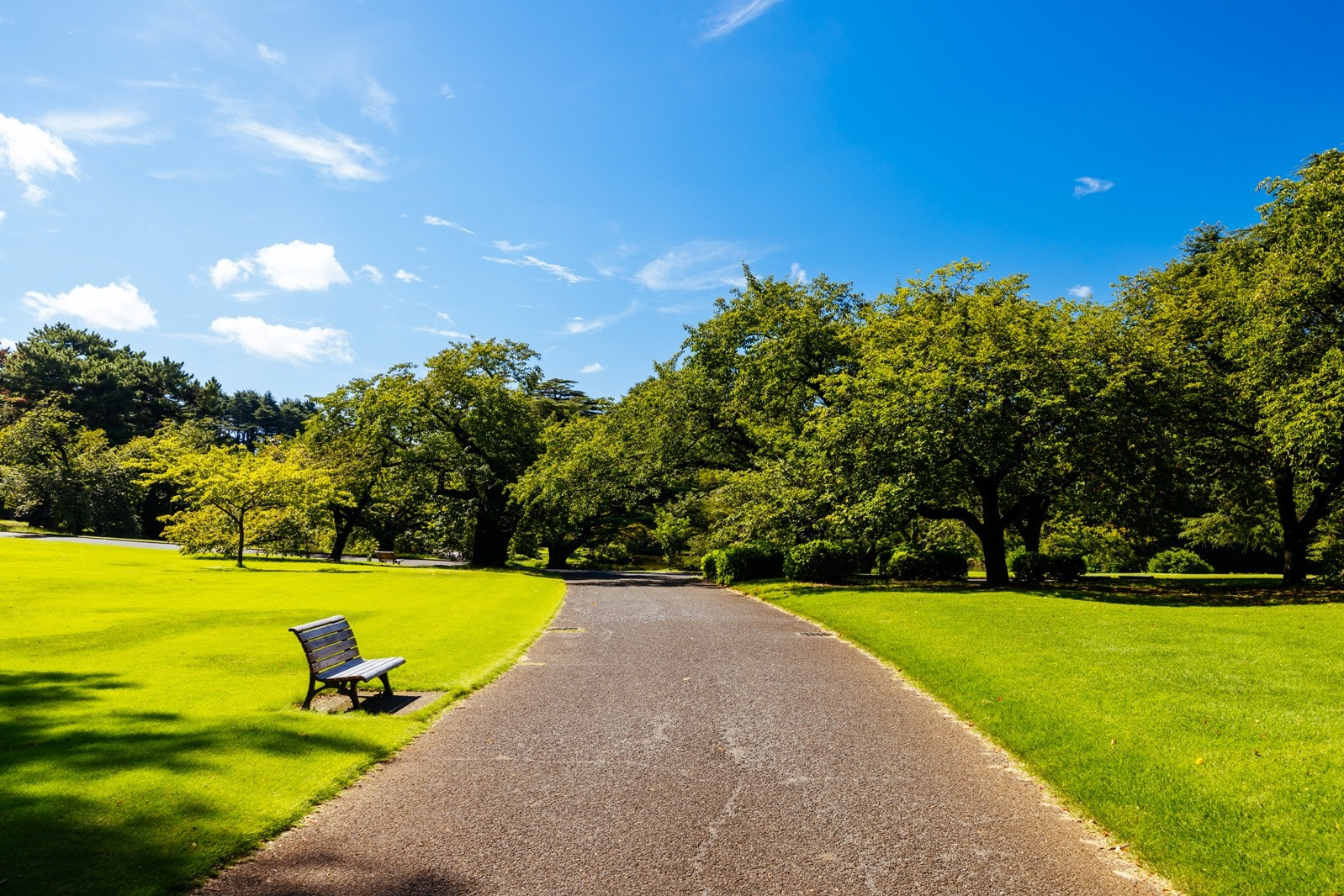 Empty park path with a bench surrounded by green trees and grass under a bright blue sky.