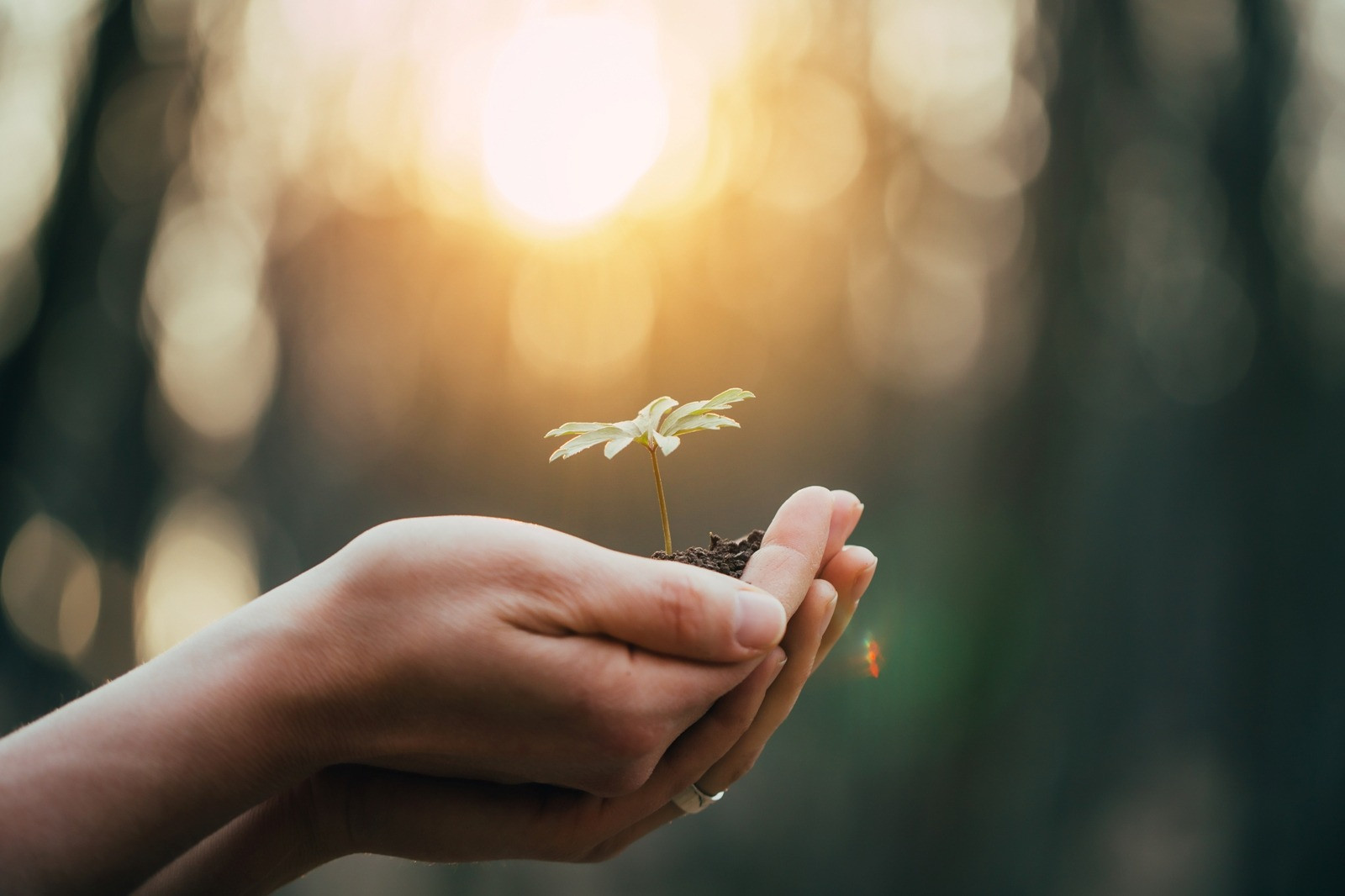Hands holding soil with a small green seedling growing in warm sunlight.