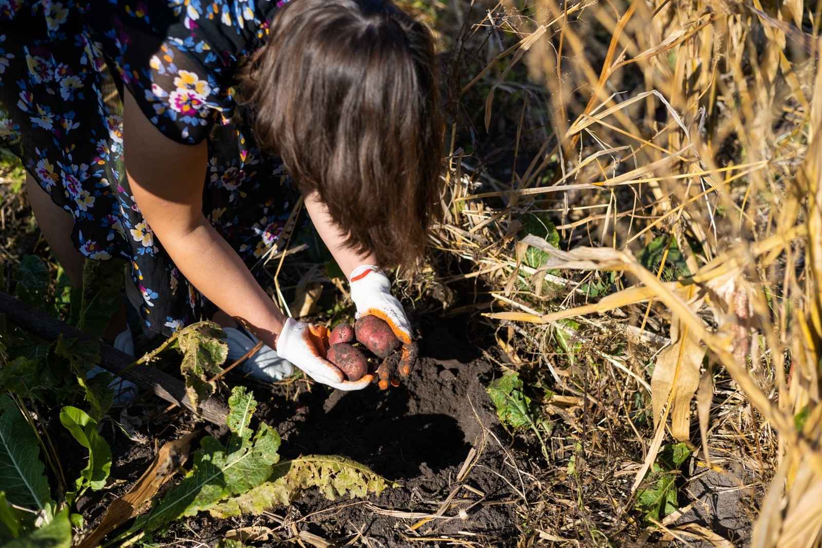 Woman harvesting potatoes from the soil in a garden while wearing gloves.