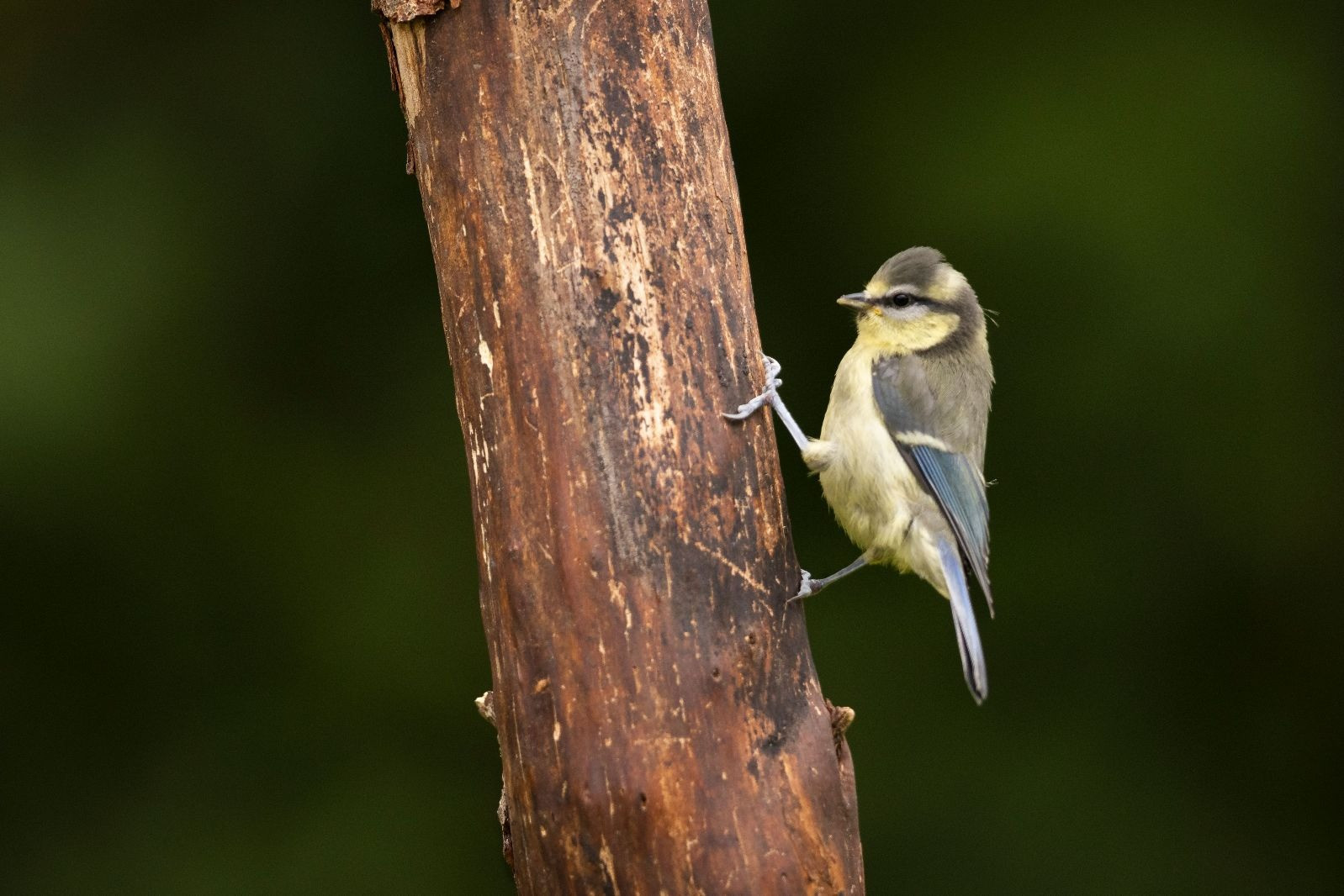 Small yellow and blue-gray bird clinging to a tree trunk against a blurred dark green background.