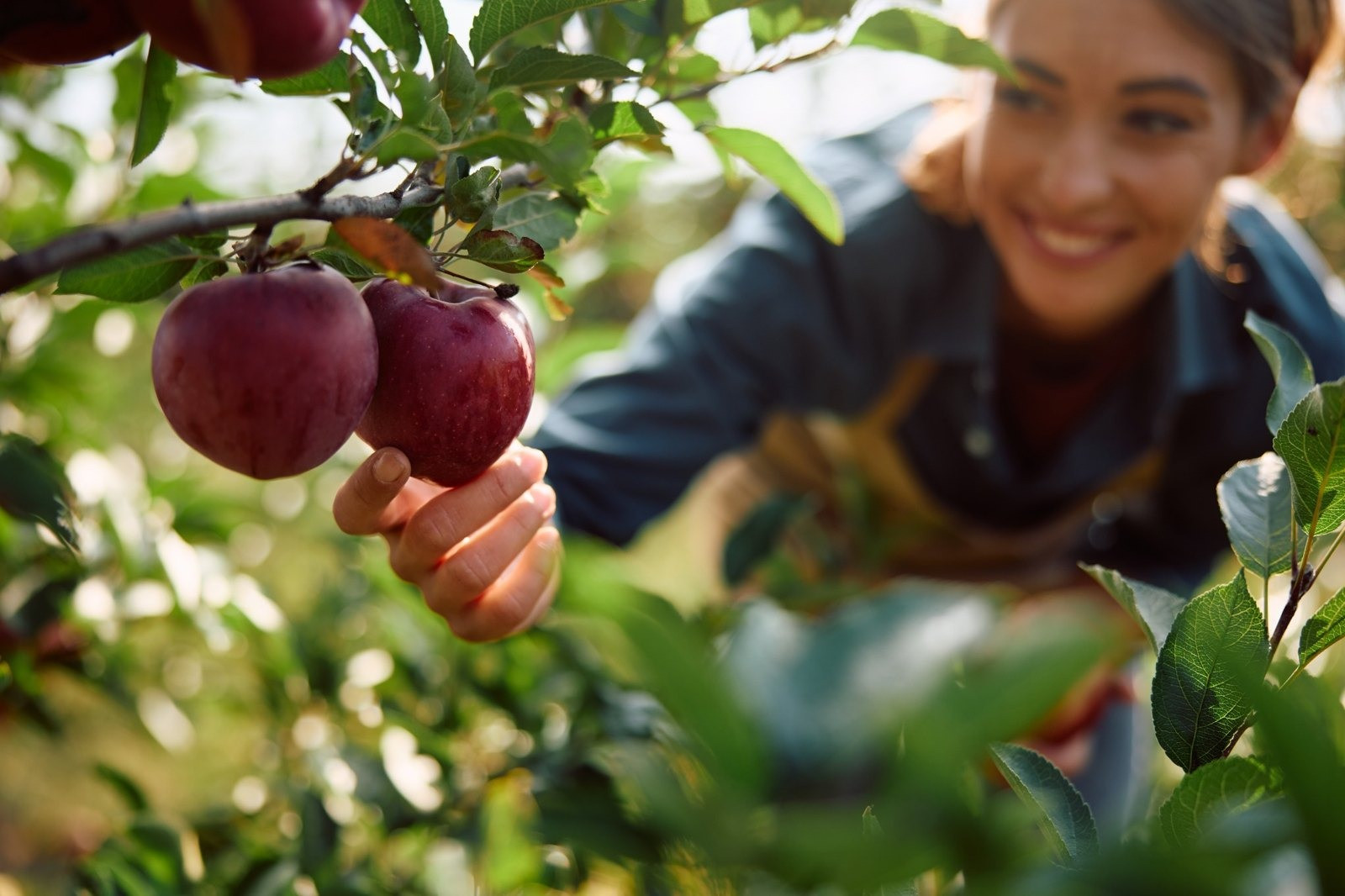 Smiling woman reaching toward two red apples growing on a tree in a sunlit orchard.