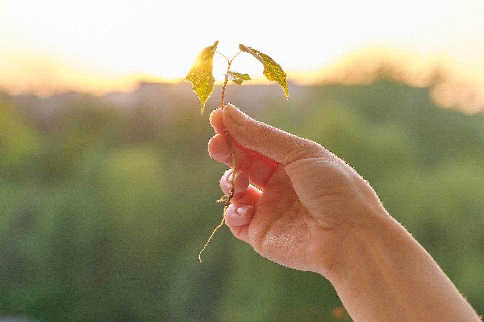 Hand holding a small green seedling in warm sunlight, symbolizing growth, readiness, and new progress.