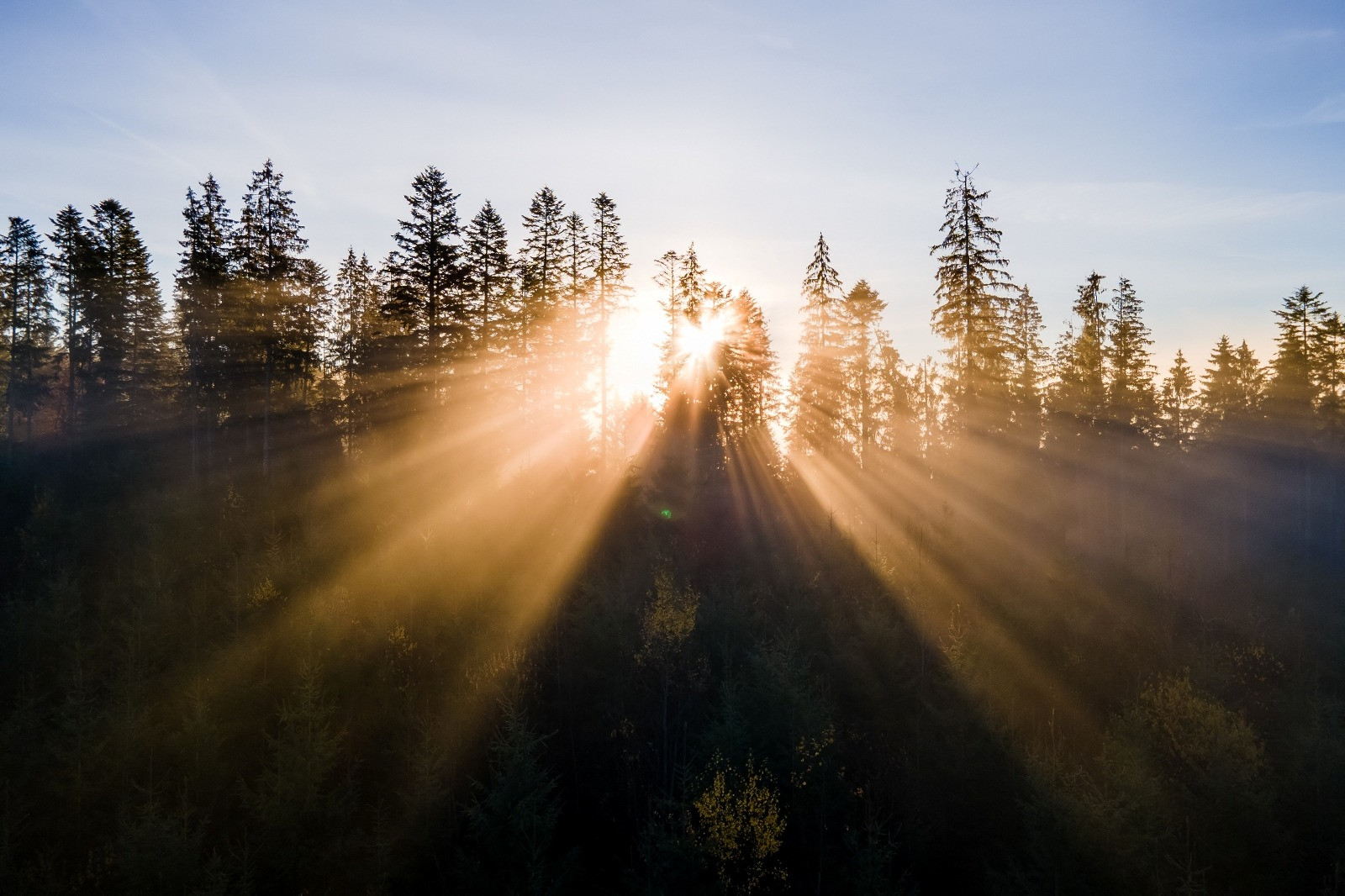 Golden sunlight streams through tall evergreen trees in a misty forest beneath a pale blue sky.