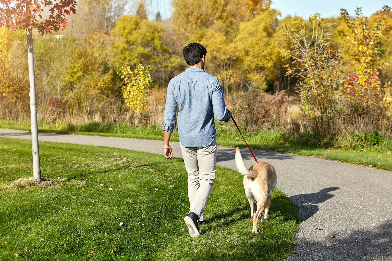 A man walks a dog on a leash beside a park path surrounded by green grass and autumn trees.
