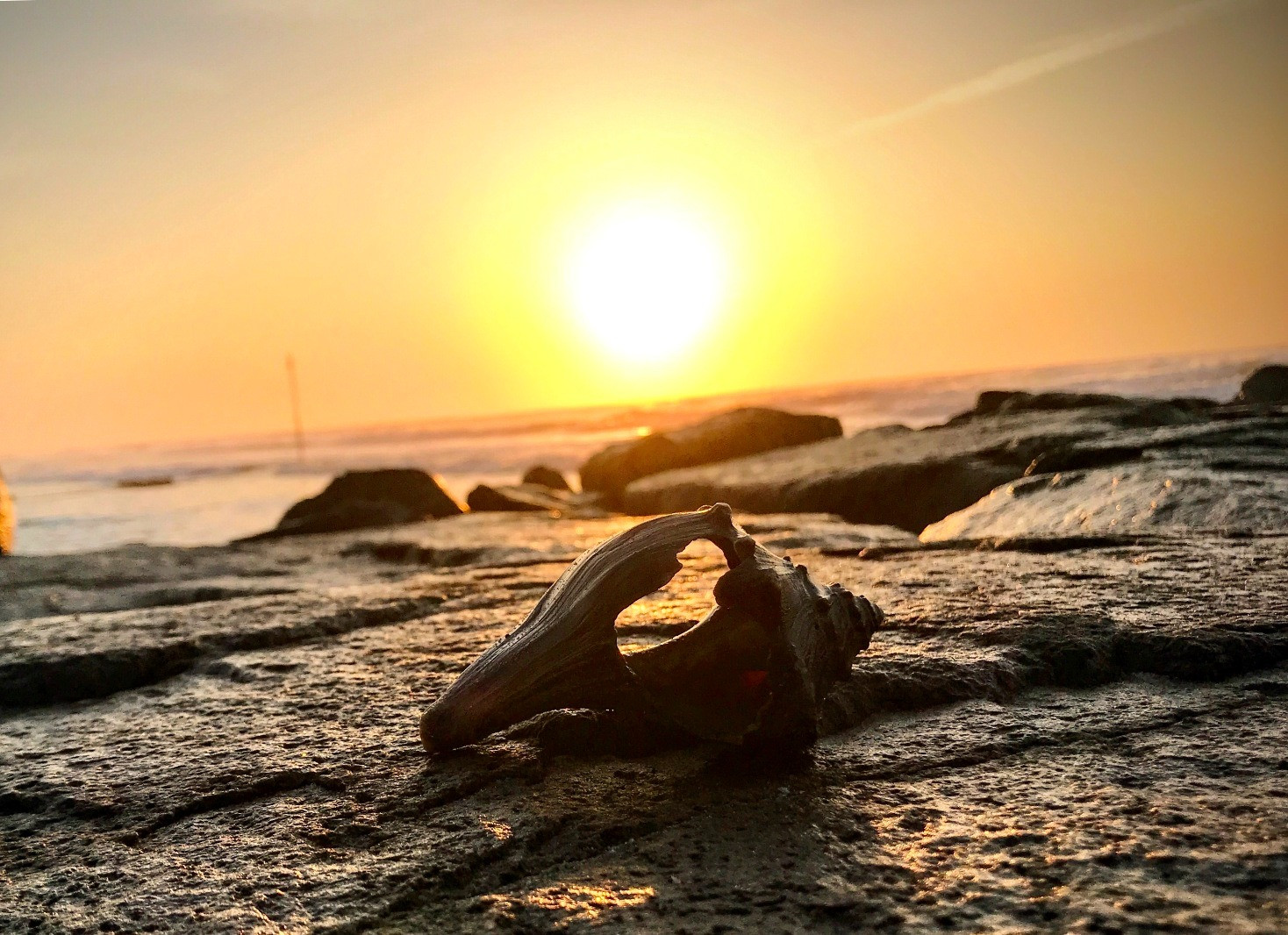 A weathered seashell resting on coastal rocks with golden sunlight over the ocean.