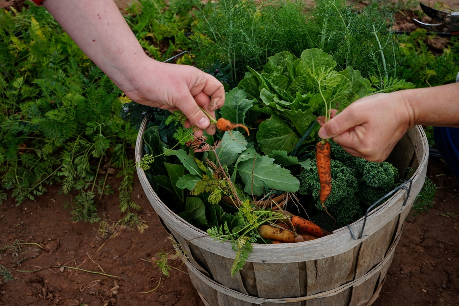 Two people harvesting carrots and leafy vegetables together in a garden.