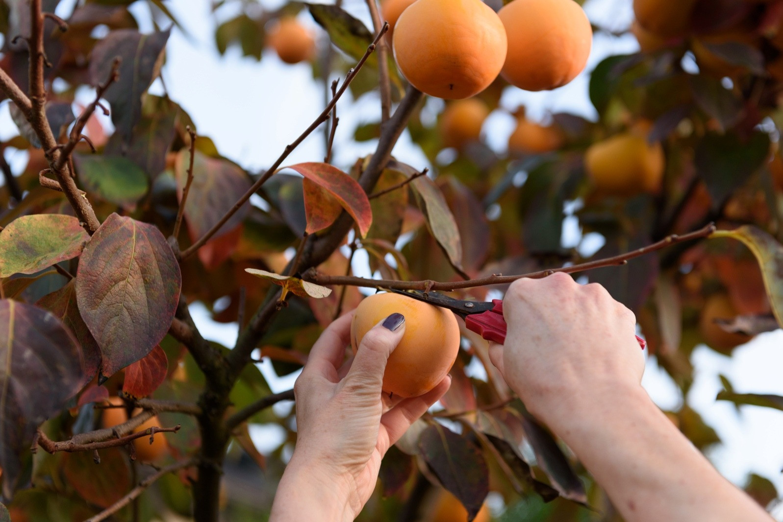 Hands carefully harvesting ripe fruit from a tree, representing thoughtful pacing and spacing between difficult EMDR sessions.