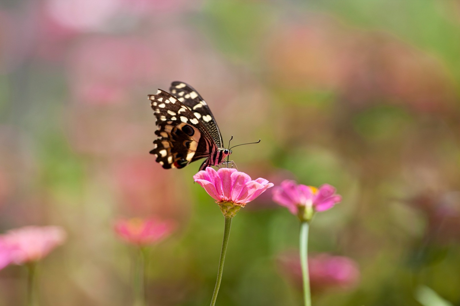 Butterfly resting on a pink flower against a softly blurred garden background.