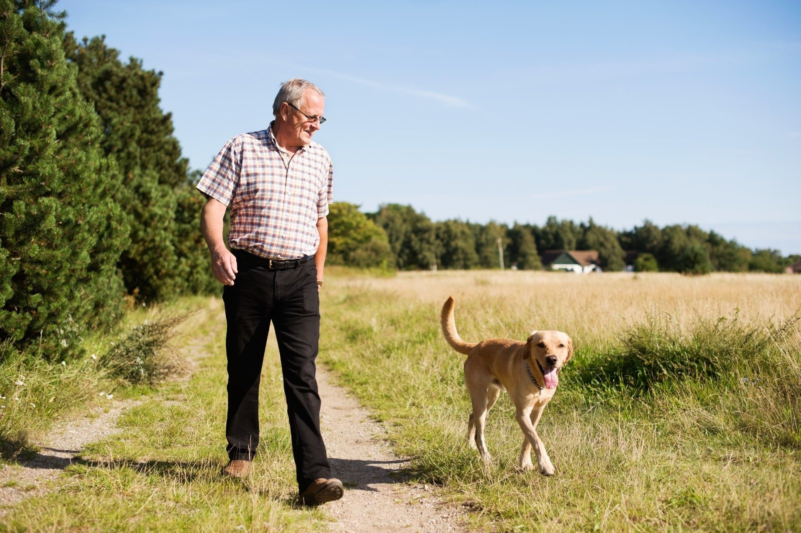 Older man walking with his dog along a path beside a grassy field