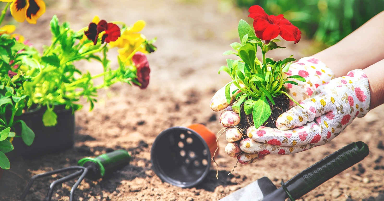 Hands wearing gardening gloves holding a flowering plant while planting in a garden.