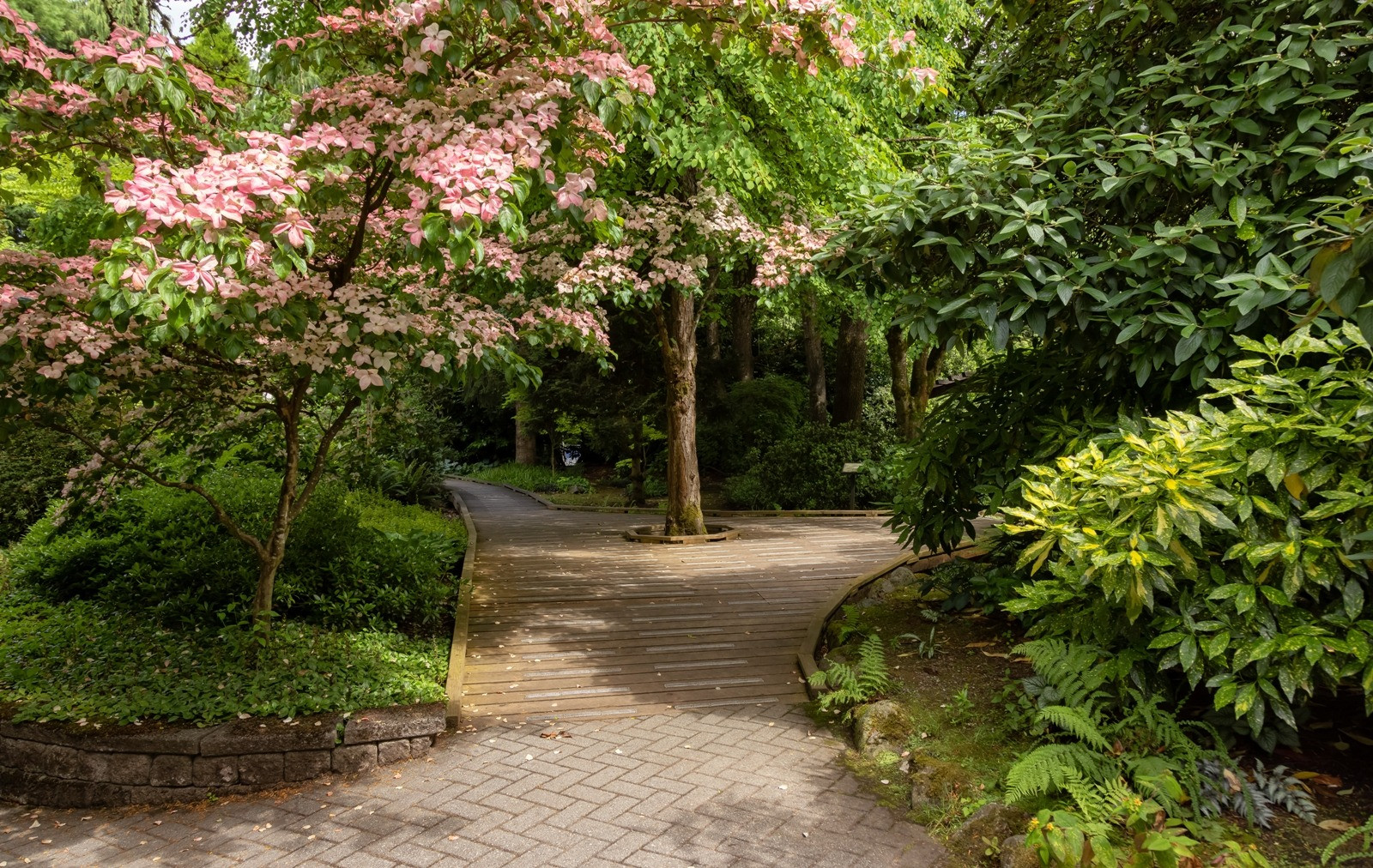 Peaceful wooden pathway winding through a lush green garden, surrounded by pink flowering trees, dense foliage, and soft natural sunlight.
