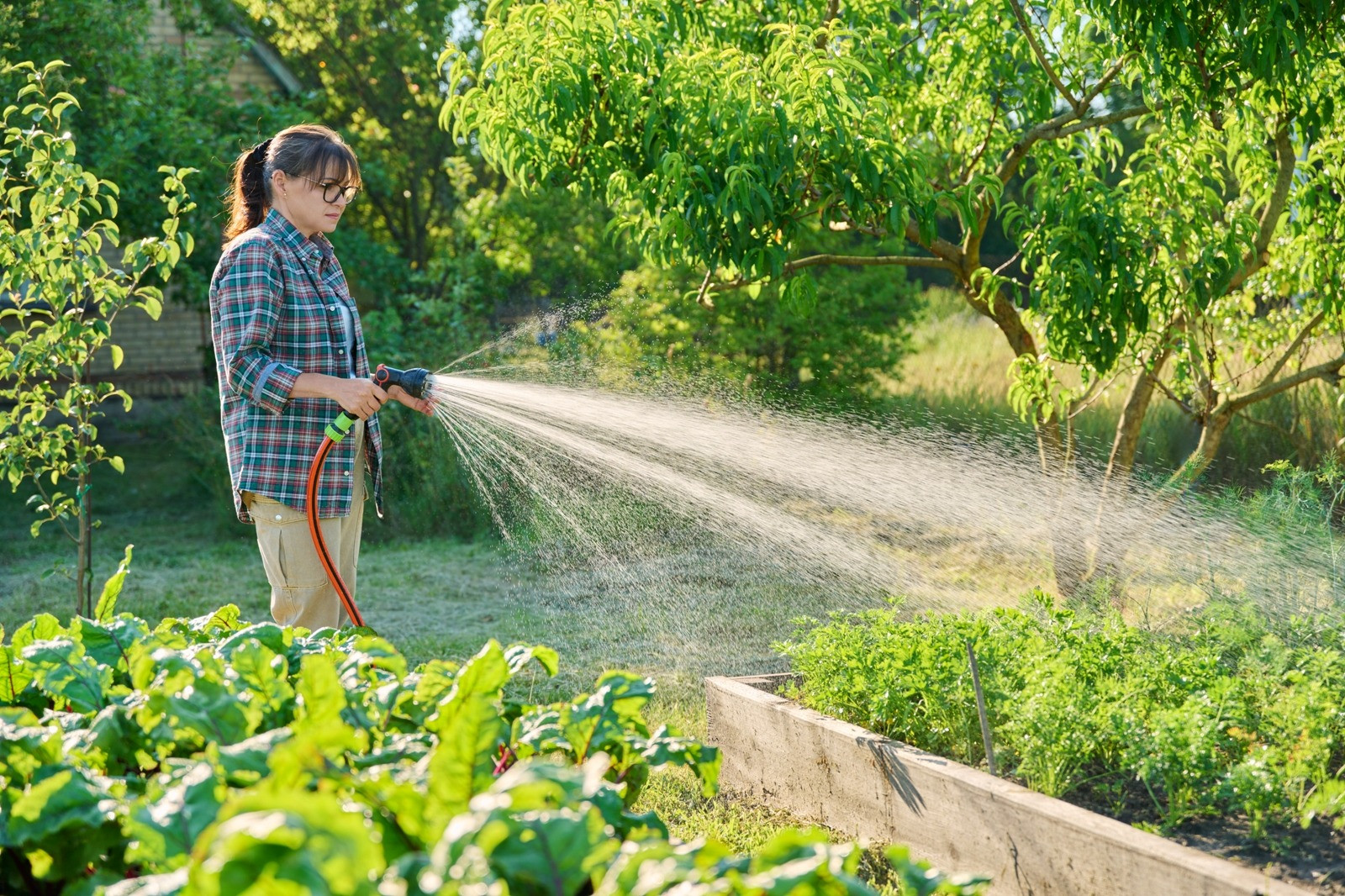 Woman watering plants and trees in a green garden using a hose on a sunny day.